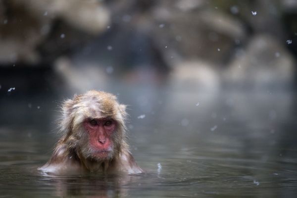 Yamanouchi a snezne opice